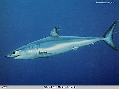 GCSR025-Shortfin_Mako_Shark copia